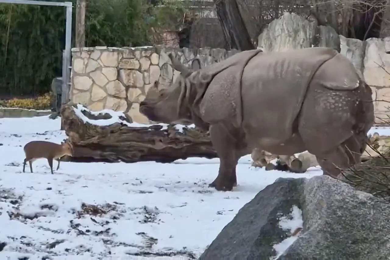 Bill Gates Warns of a Dark Trend In Depressing Annual Letter So Here’s a Little Deer Guy Absolutely Owning a Rhinoceros
