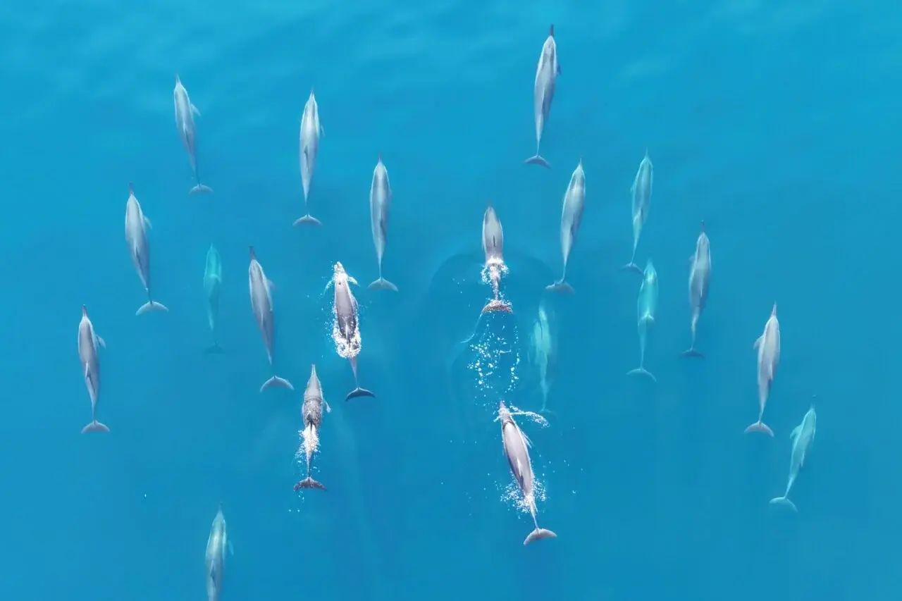 The World’s Oceans Soaked Up Record-Breaking Heat for the 9th Straight Year